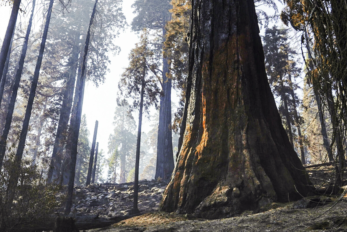 More Than 100 World Leaders Support Landmark Agreement to Halt and Reverse Deforestation and Land Degradation by 2030 - Vimarsana News