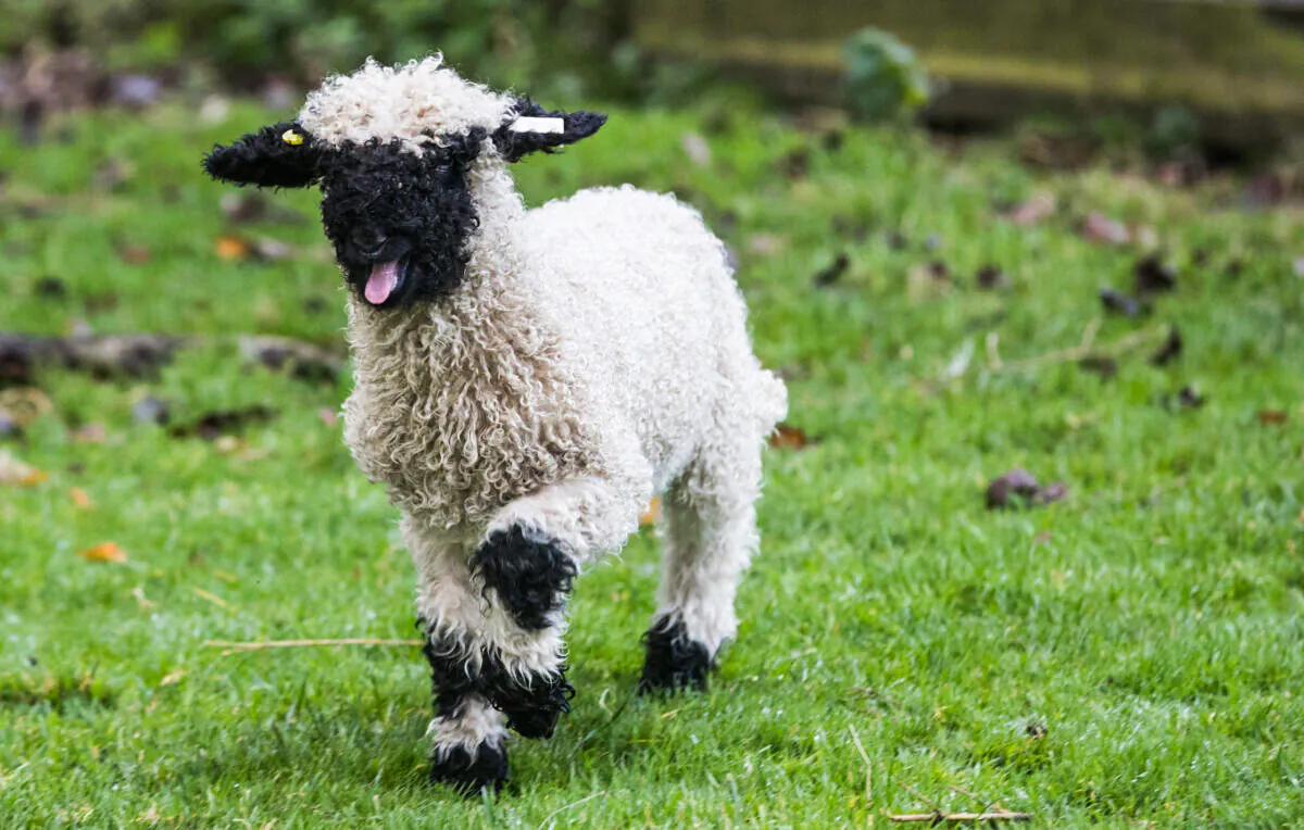 Valais Blacknose lamb explores its new home in a paddock. (Matt Cardy/Getty Images)