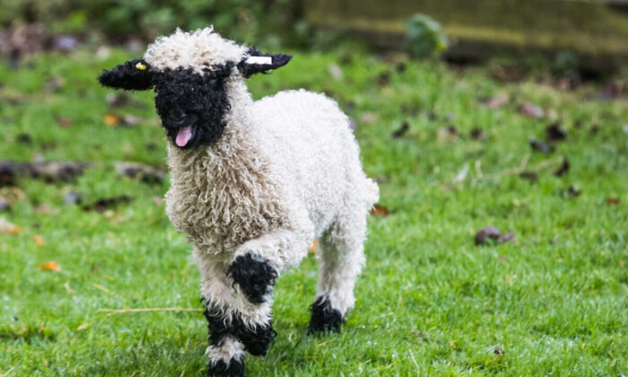 Valais Blacknose lamb explores its new home in a paddock.  (Matt Cardy/Getty Images)