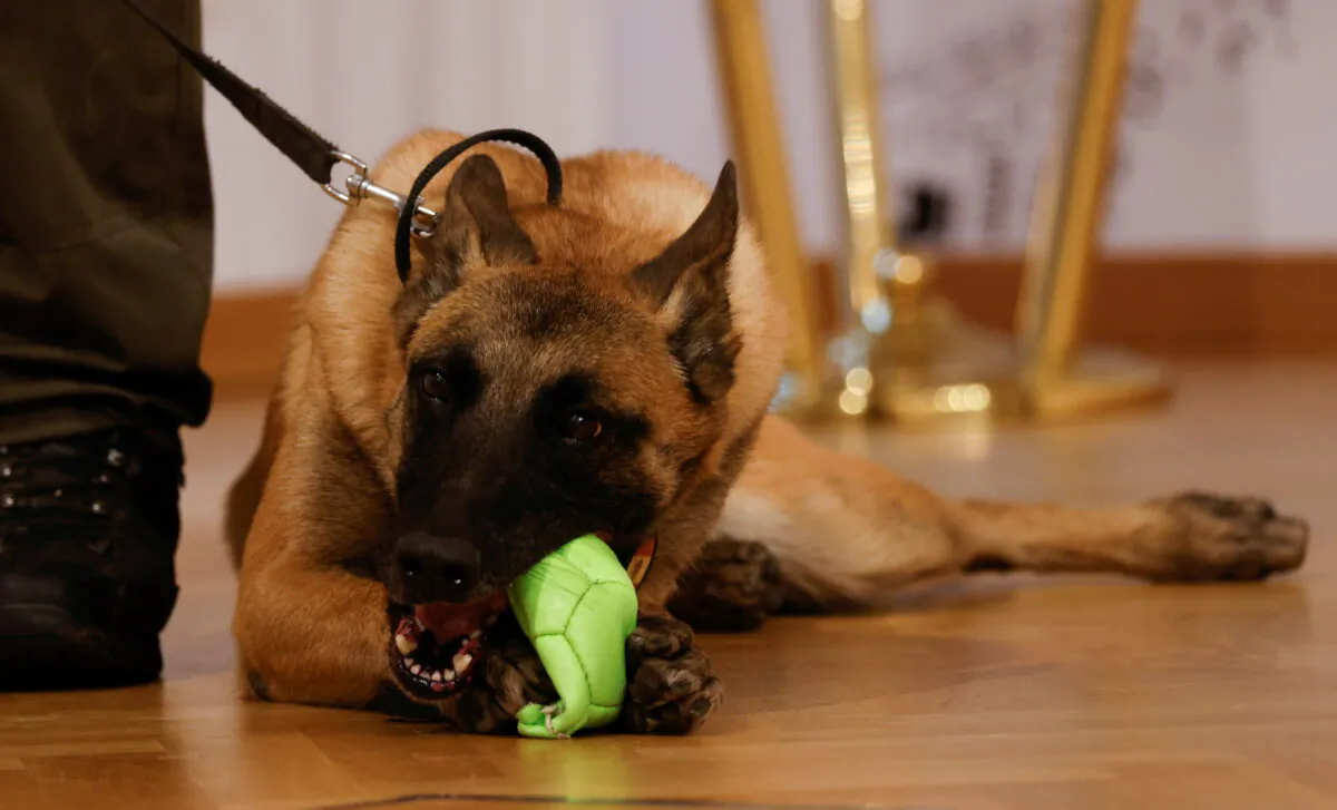 Fantasy, a sniffer dog trained to detect the coronavirus disease (COVID-19), sits next to a trainer during a news conference in Vienna, Austria on Nov. 2, 2021. (Leonhard Foeger/Reuters)