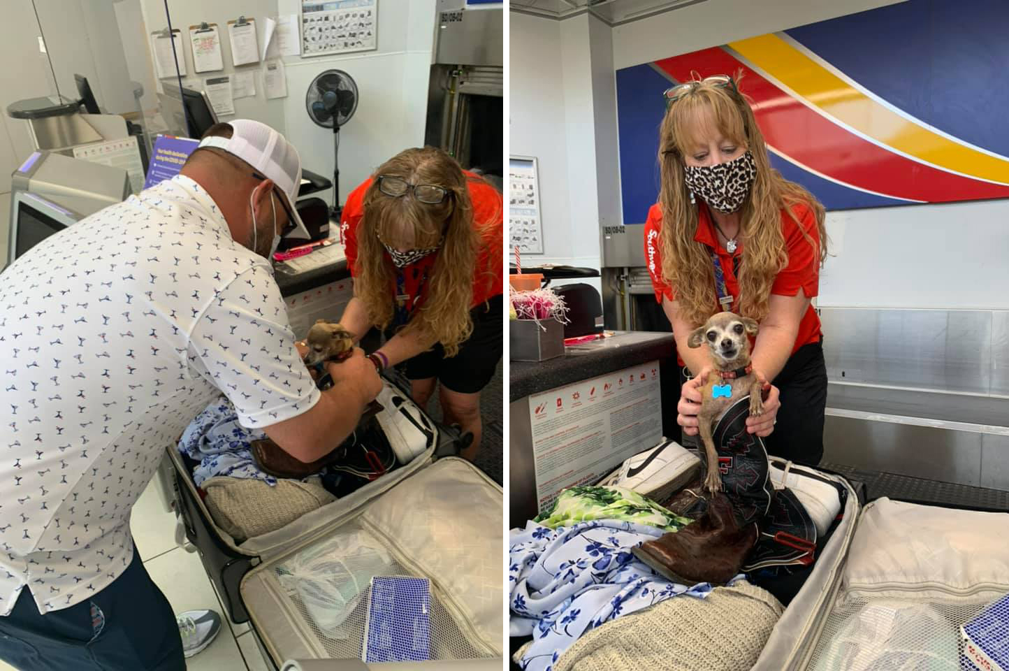 Couple Flying to Vegas Shocked to Find Their Chihuahua Hiding