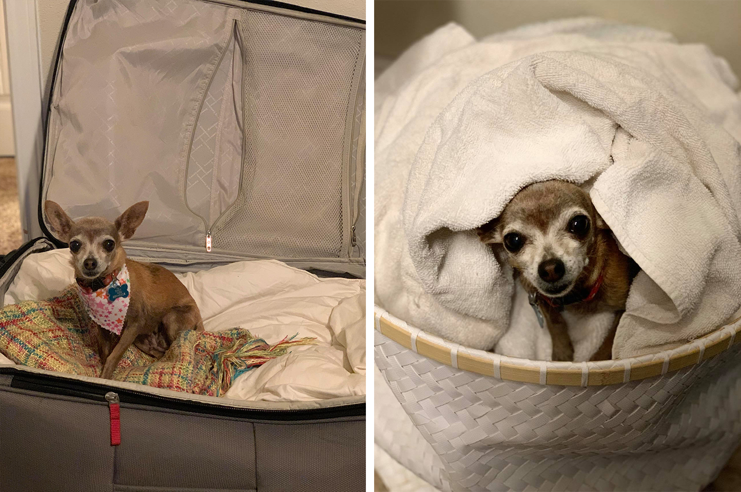 Couple Flying to Vegas Shocked to Find Their Chihuahua Hiding