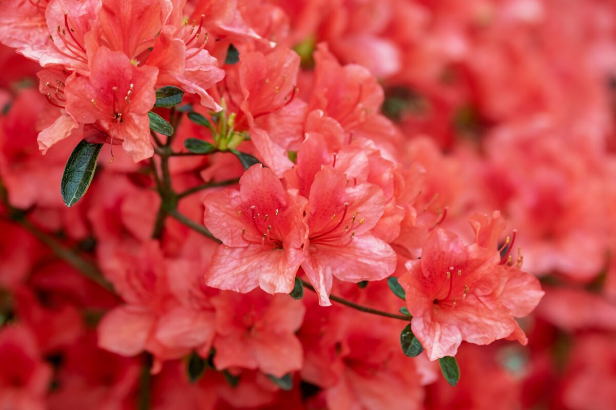 Rhododendrons commonly have plants that have some flowers blooming in the late summer or fall, instead of the normal spring timing, but stress may also cause abnormal blooming. (Couleur/Pixabay)