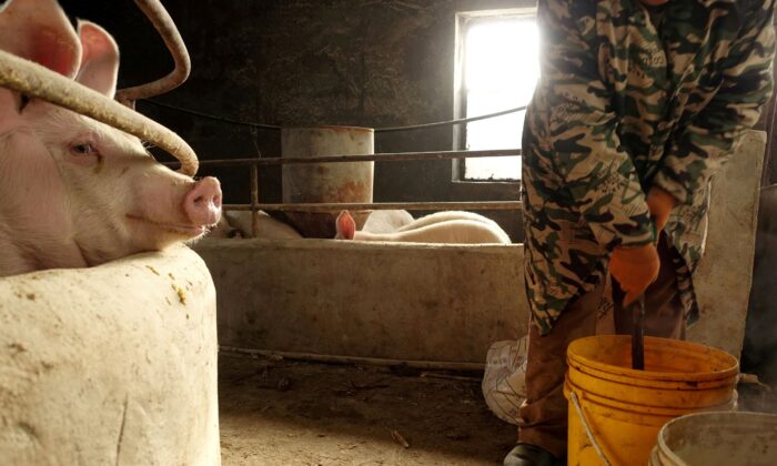  wife of pig farmer Han Yi prepares feed for pigs on their farm at a village in Changtu county, Liaoning Province, China on January 17, 2019. (Ryan Woo/Reuters)