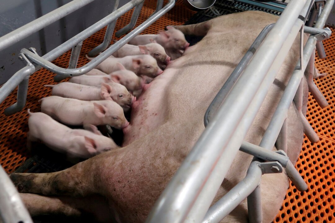 Chinese Pig Farmers Report Suspected Swine Fever Outbreaks as Prices Fall