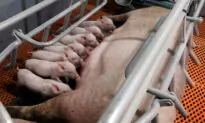 Chinese Pig Farmers Report Suspected Swine Fever Outbreaks as Prices Fall