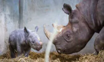 Adorable Photos Show Critically Endangered Baby Eastern Black Rhino Born to Mom at British Zoo