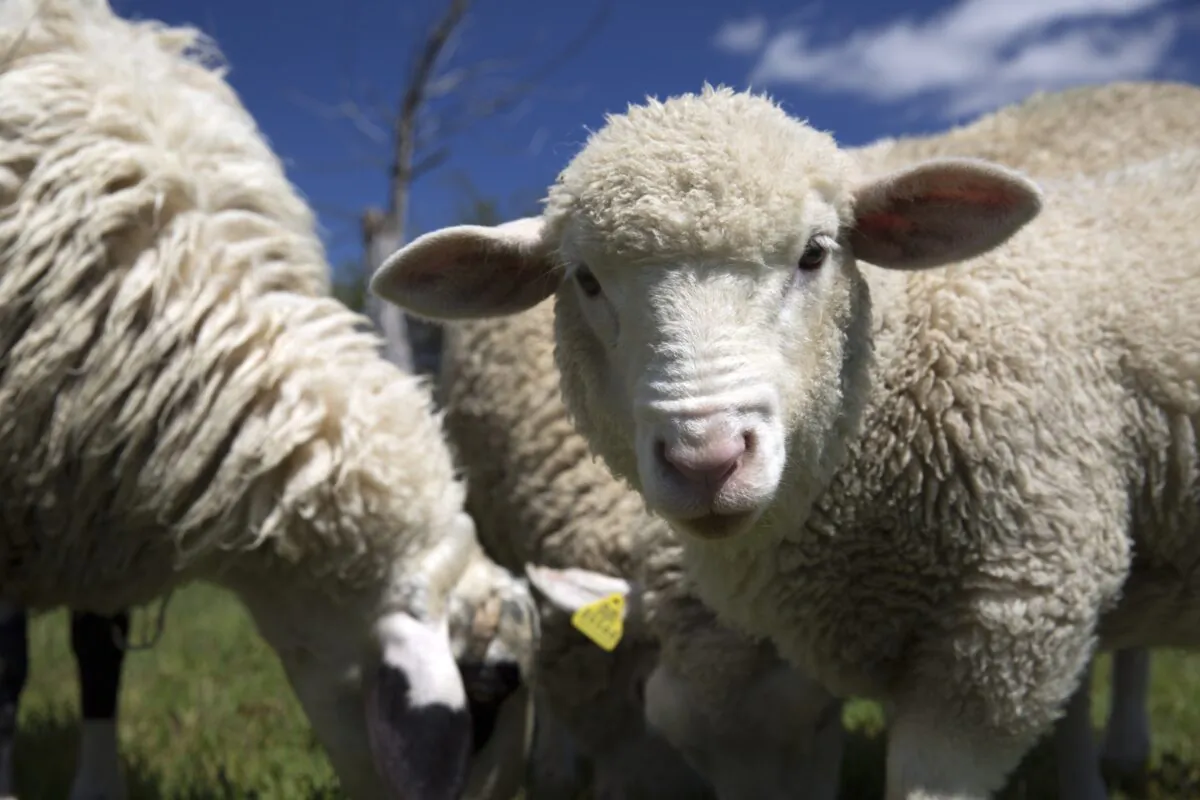 Australia's agricultural industry will require carbon offsets to reach net zero in order to account for livestock emissions. (Papa Bravo/Adobe Stock)