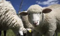 Australia Banks On Carbon Offsets To Reach Net Zero Emissions