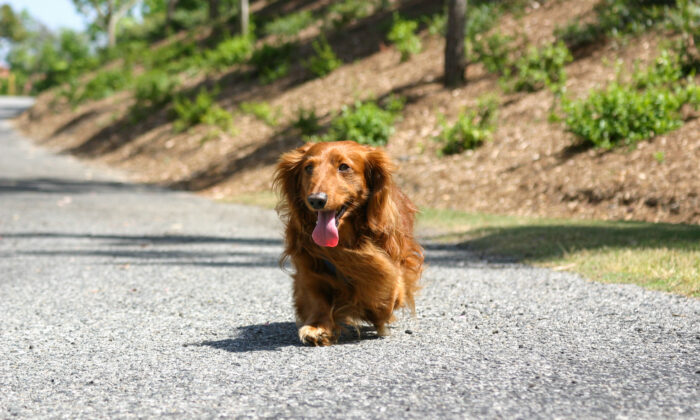 A dog walks without a leash in Lake Forest, Calif., on May 15, 2009. (John Fredricks/The Epoch Times)