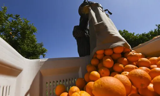 Aussie Farmers Fear Visa Changes Will Shrink Harvest Workforce