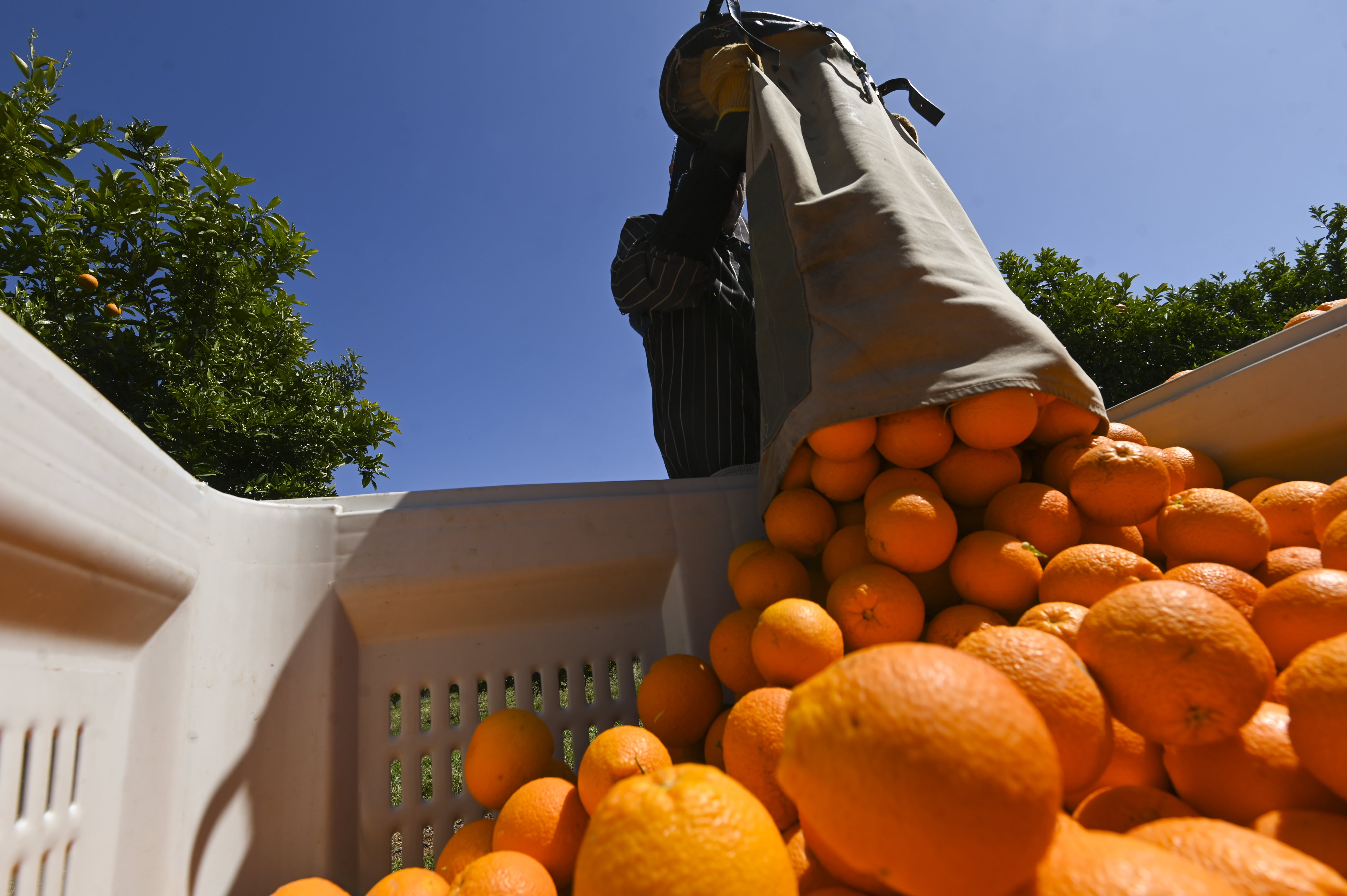 Australian Union Claims Victory for Fruit Picking Minimum Wage - Vimarsana News