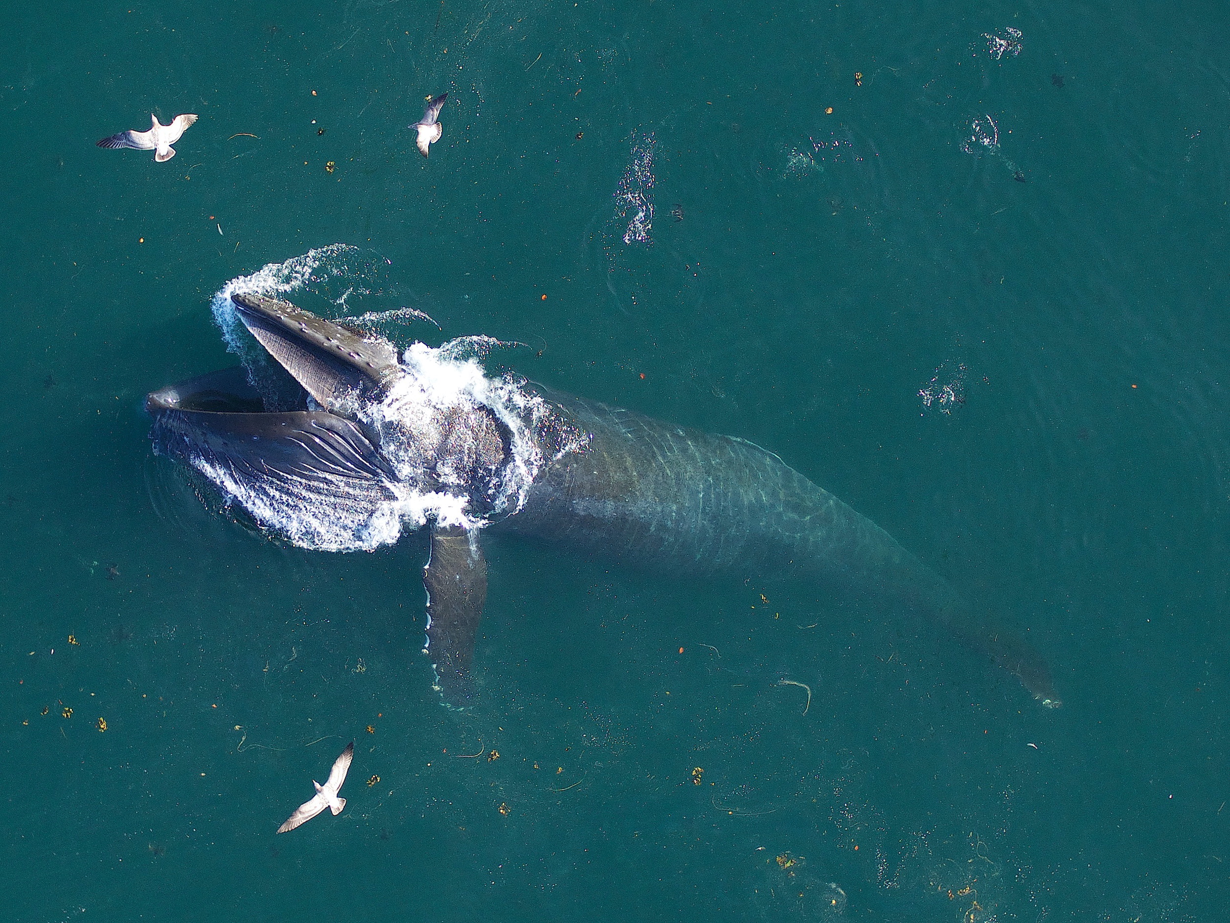 Гренландский кит ест планктон