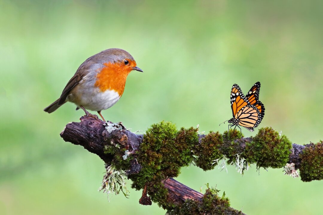 You wouldn't think there is much we could learn from birds, but you'd be wrong. Living light and enjoying life really is for the birds. (Fercast/Shutterstock)