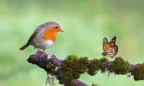Life Lessons From the Birds