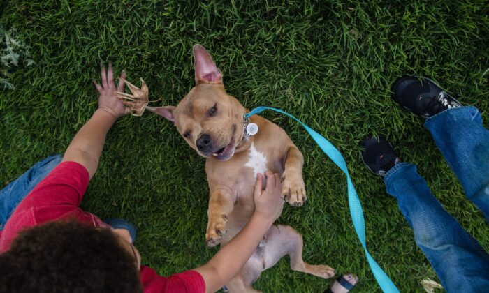 A pit bull plays in a park in Escondido, California on April 21, 2020. (Ariana Drehsler/AFP via Getty Images)