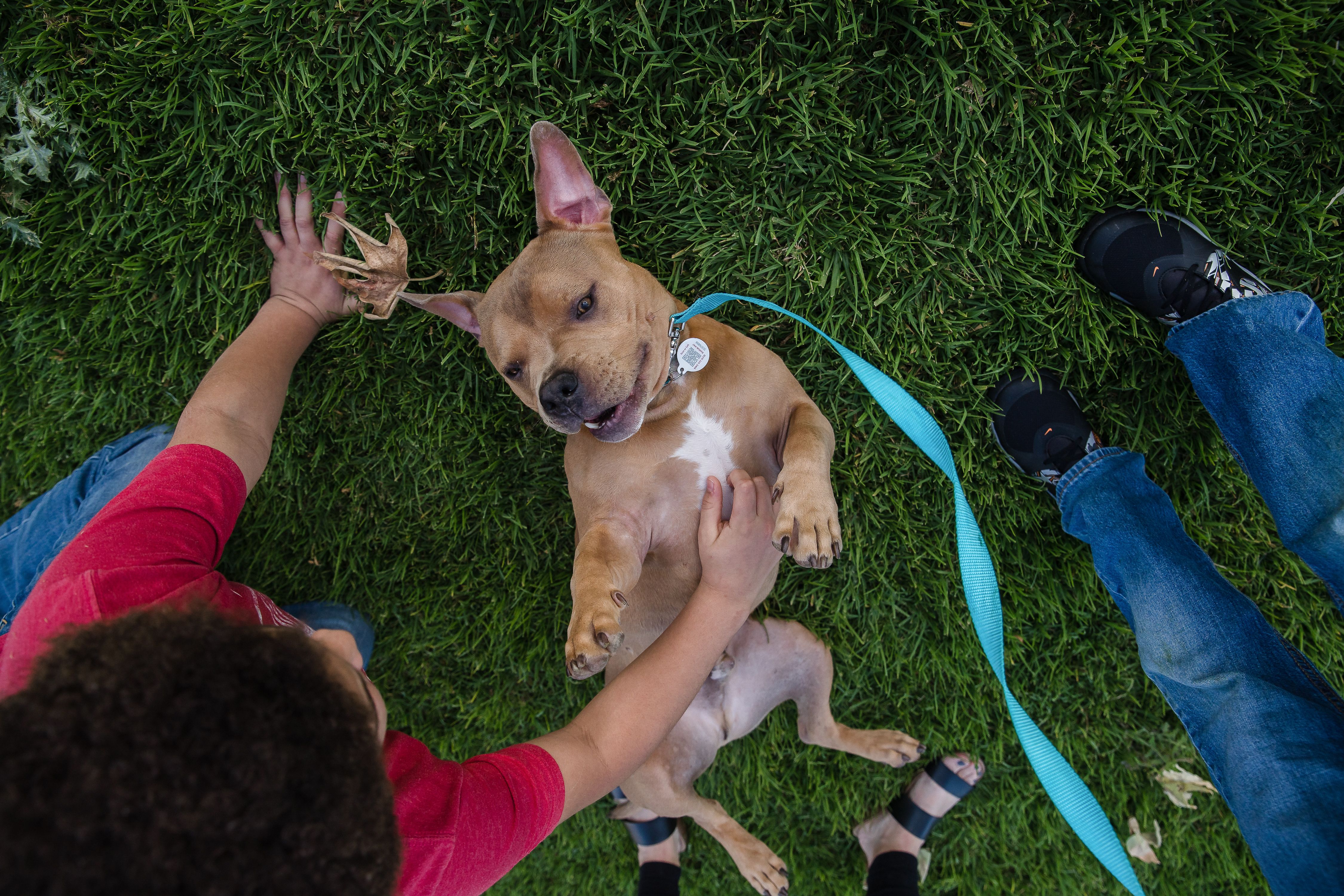 Pet care: tips to take care of your dog's feet. Пес. Женщин изменяет собаками. Девушка с собакой на фоне заката. Как красиво сфотографироваться с собакой.