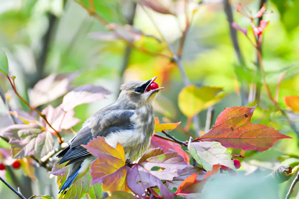 Birds are sometimes finicky. They may have a wide variety of foods to eat in your neighborhood and are waiting for the fruit to finish ripening. (Michael O'Reilly/Shutterstock)