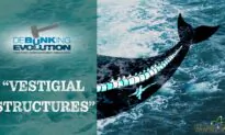 Debunking Evolution (Episode 3): Debunking Evolution Part3