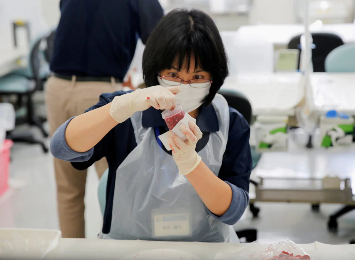 A laboratory technician puts chopped beef from cattle bred in Fukushima into a plastic container while preparing it for cesium testing at Fukushima Agricultural Technology Centre in Koriyama, Fukushima prefecture, Japan, on Nov. 2, 2021. (Sakura Murakami/Reuters)