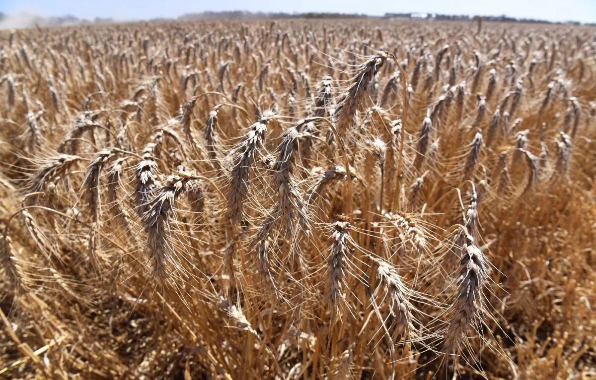 A photo shows a field of wheat on a farm near Inverleigh, some 100 kilometers west of Melbourne, Australia, on Jan. 12, 2021. (William West/AFP via Getty Images)