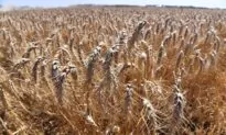 Spring Rains Dampen Record Aussie Crops