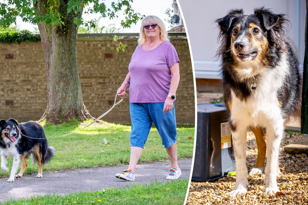 Totally Blind Dog Walks as If He Can See, Declared a ‘Medical Mystery’ by a Leading Vet