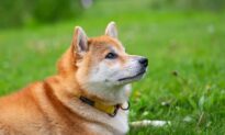 Shiba Inu Kabosu Dog Behind the Doge Meme and Dogecoin Turns 16