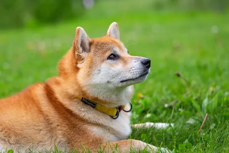 Shiba inu. (Petr Magera/Unsplash)