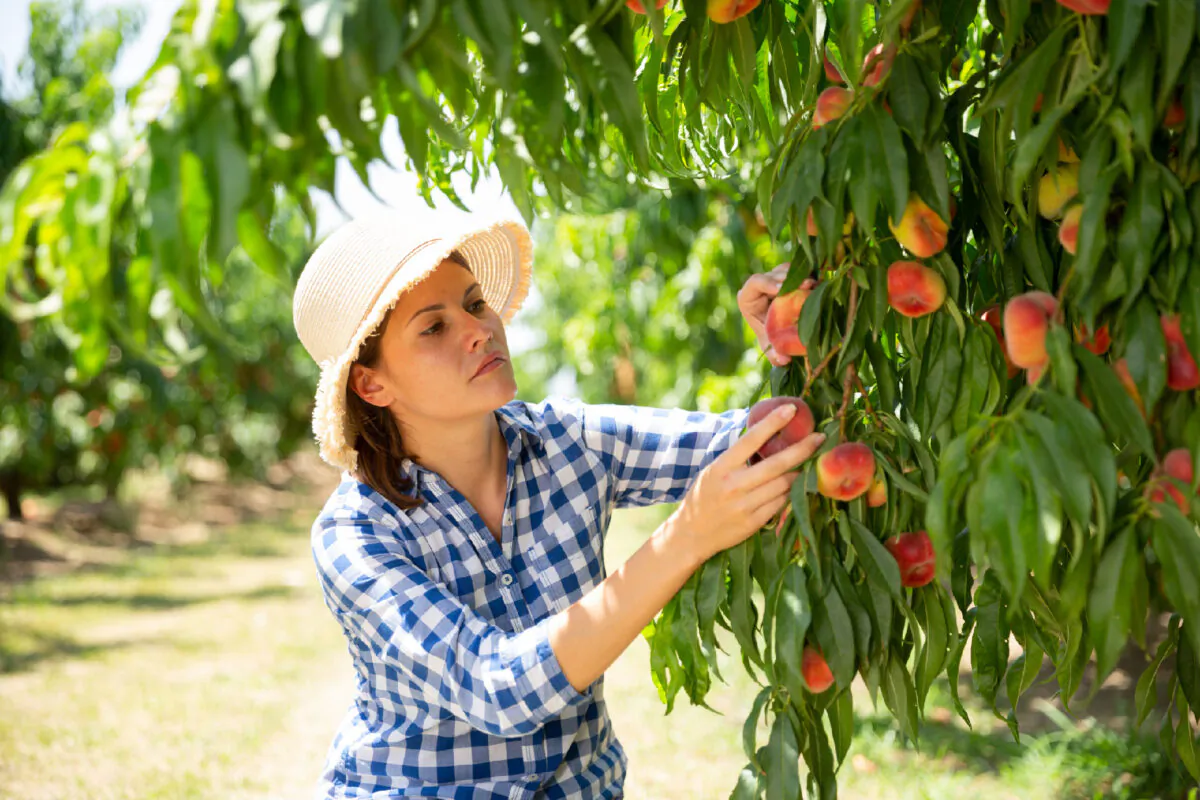 A visitor to Georgia picks fruit in the Peach State.(Lakov Filimonov/Dreamstime.com)