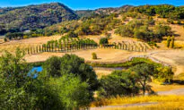 Mendocino County’s Overlooked Wines