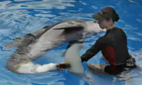 Star of ‘Dolphin Tale’ Movies Falls Ill at Florida Aquarium