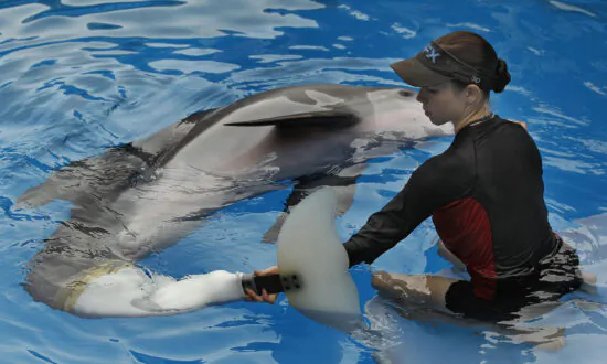 Beloved ‘Dolphin Tale’ Star Winter Dies at Florida Aquarium