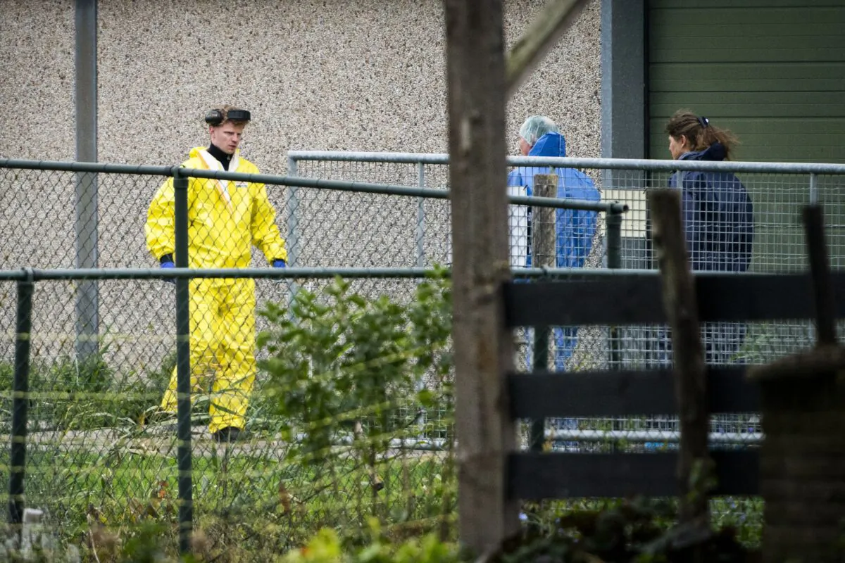Employees of the Dutch Food and Consumer Product Safety Authority (NVWa) clear a poultry farm after a highly contagious variant of bird flu was diagnosed, in Zeewolde, Flevoland province, Netherlands, on Oct. 26, 2021. (Jeroen Jumelet/ANP/AFP via Getty Images)