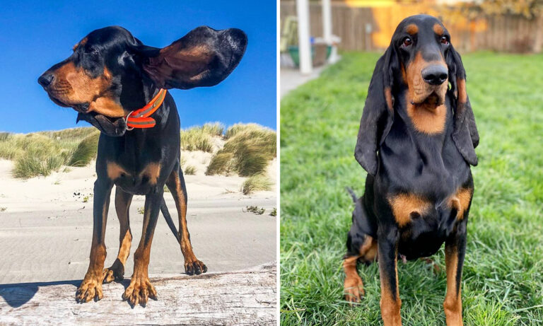 what dog has the longest ears