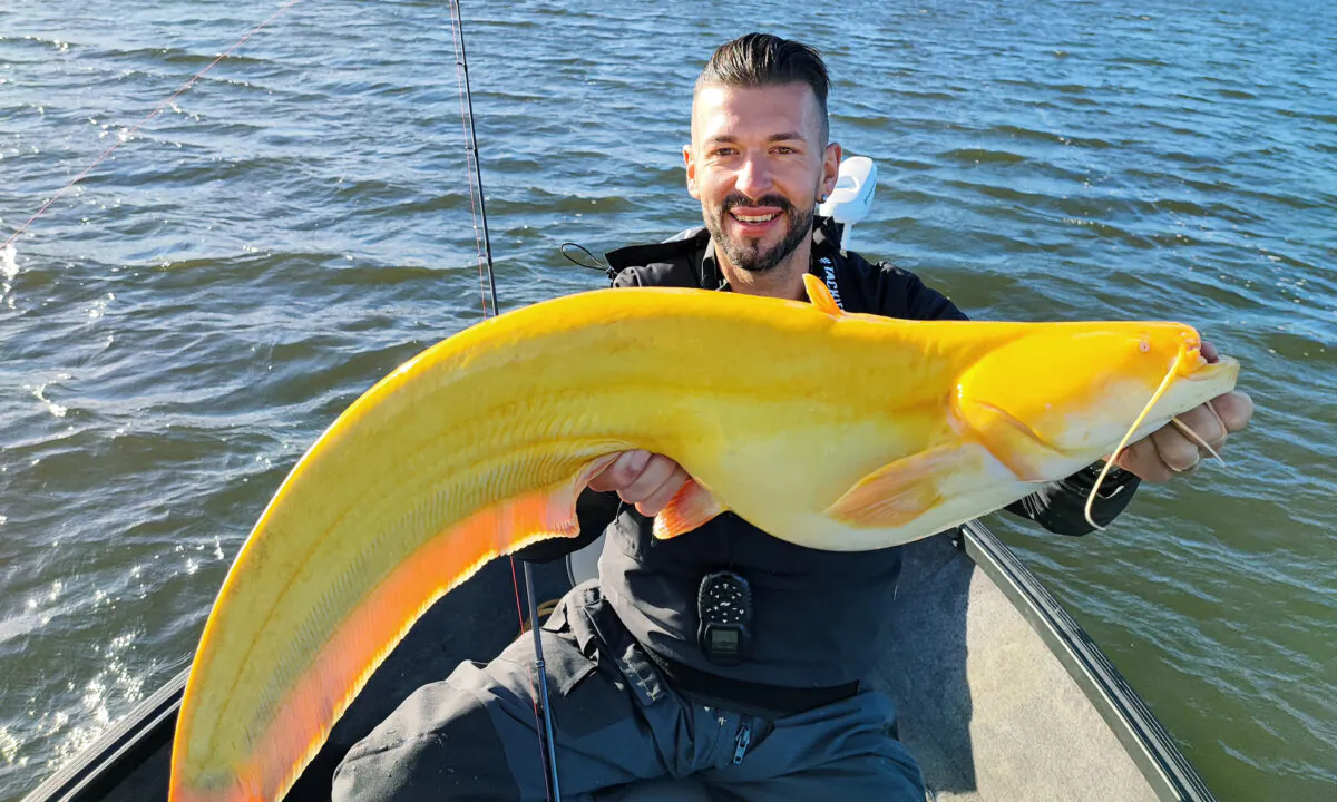 German Fisherman Catches UltraRare BrightYellow Catfish That Looks Like Giant Banana