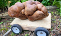 New Zealand Couple Unearth ‘Ugly’ 17-Pound Potato—That Could Be the World’s Largest