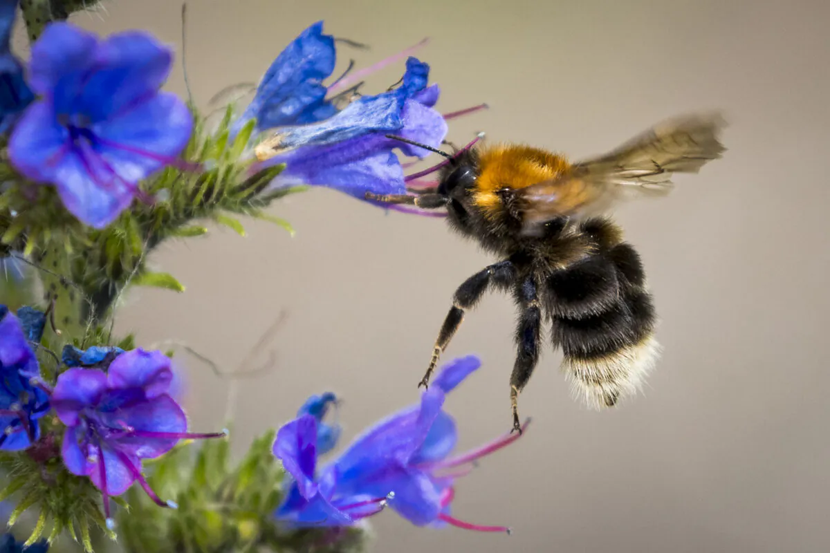 A bumblebee lands on a Stonecrop flower at Lindoya island in Oslo on July 7, 2019. (Odd Andersen/AFP via Getty Images)