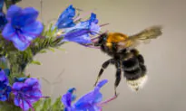 Bees Change Risky Behavior Depending on Colony Size: UCSD Study