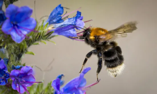 California Court Rules Bees Are Fish