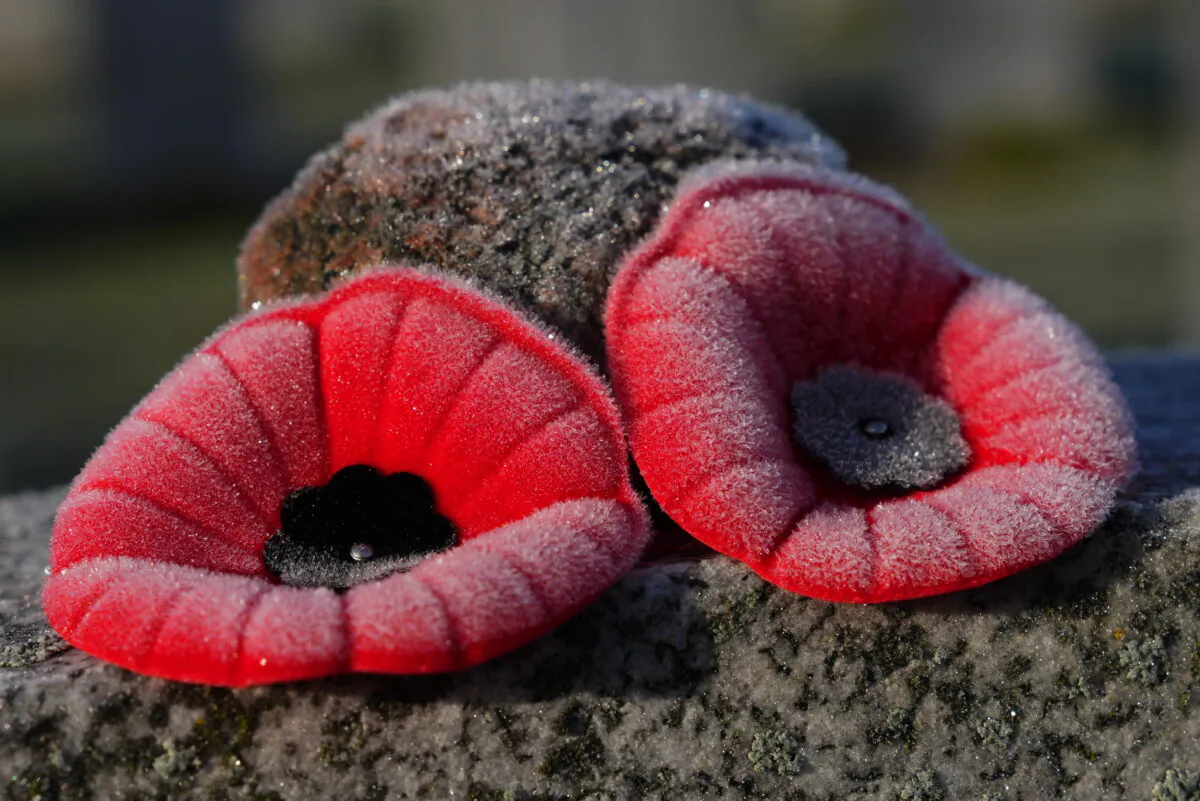 Frosty poppies sit atop a tombstone on Remembrance Day at the National Military Cemetery in Ottawa on Nov. 11, 2021. (The Canadian Press/Sean Kilpatrick)