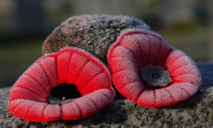 Frosty poppies beryllium   atop a tombstone connected  Remembrance Day astatine  the National Military Cemetery successful  Ottawa connected  Nov. 11, 2021. (The Canadian Press/Sean Kilpatrick)