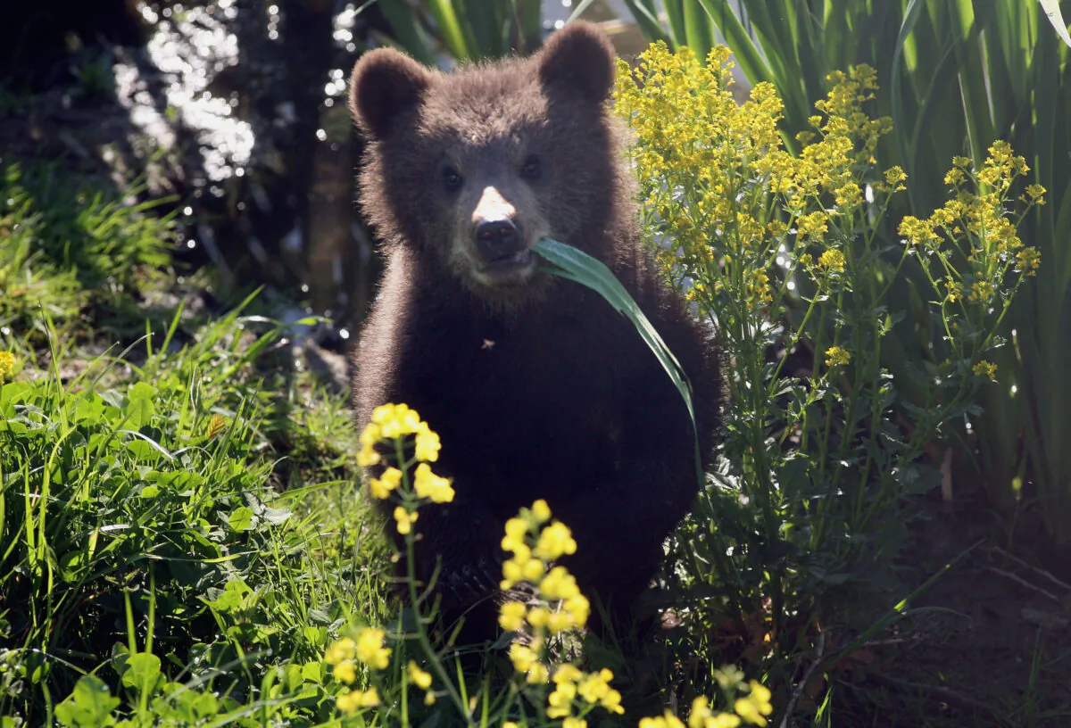 Brown bear cubs play with their mother, at a wildlife park on April 27, 2007, in Poing, Germany, on April 27, 2007. (Johannes Simon/Getty Images)