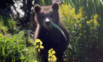 Bear Takes up Residence Under Monrovia Home