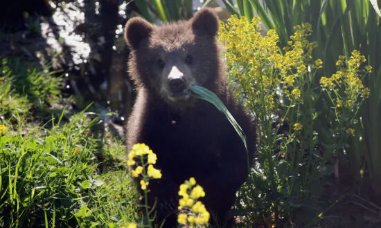 Orphaned Bear Cubs Making Progress In Returning To Wild: Humane Society