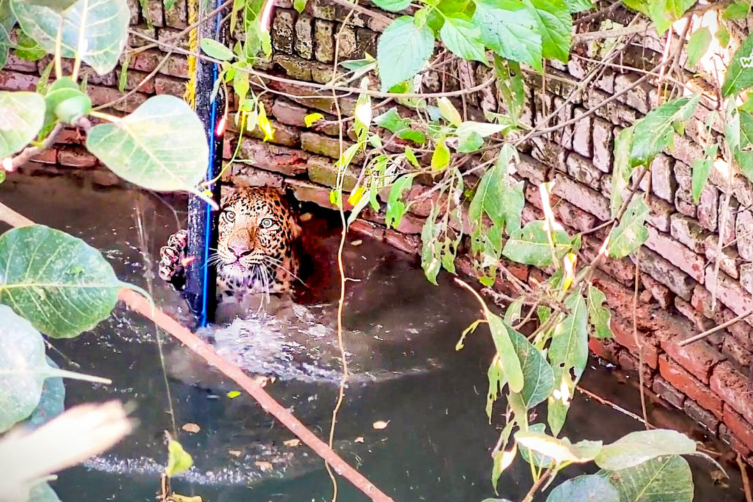 Farmer Finds Fallen Leopard Drowning in Deep Well in India—Until Trap ...