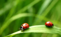 A Big-Picture Look at Pest Control