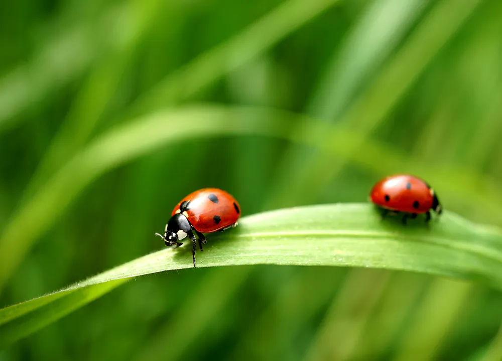 Biological control agents, such as using ladybugs to eat aphids, helps prevent the need for insecticides. (Revilo Lessen/Shutterstock)
