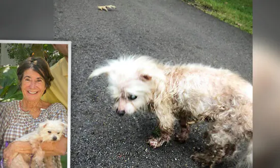 Florida Woman’s Dog Lost in 2014 Found 7 Years Later in Mississippi, Reunites With Owner