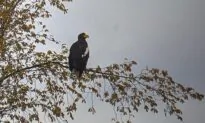 Rare Eagle Sighting in Atlantic Canada Like Palm Tree in the Tundra, Expert Says